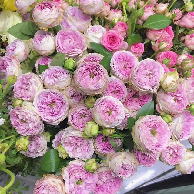 各种玫瑰花的含义，各色的玫瑰花有什么含意（一篇文章认全花店必备80种玫瑰花）