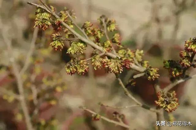 金缕梅，国家一级濒危珍稀植物（金缕梅对皮肤的作用）
