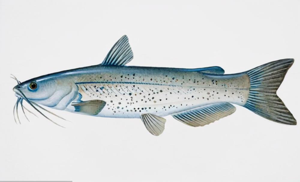 三叶唇鱼介绍,双唇鱼学名叫什么(鱼类:中国淡水鱼类图谱)