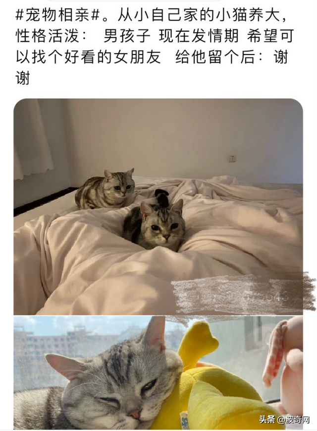 宠物婚介，从官园到闲鱼的“它相亲”蓬勃发展的细分市场