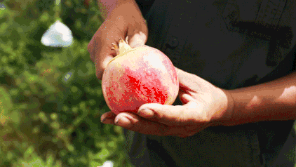 白枣吃了有什么作用急急急，白枣的营养价值及功效（开启了太湖洞庭一年的花果飘香）