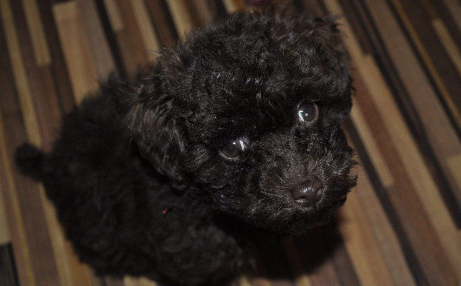 黑色贵宾犬(黑色贵宾犬图片欣赏)