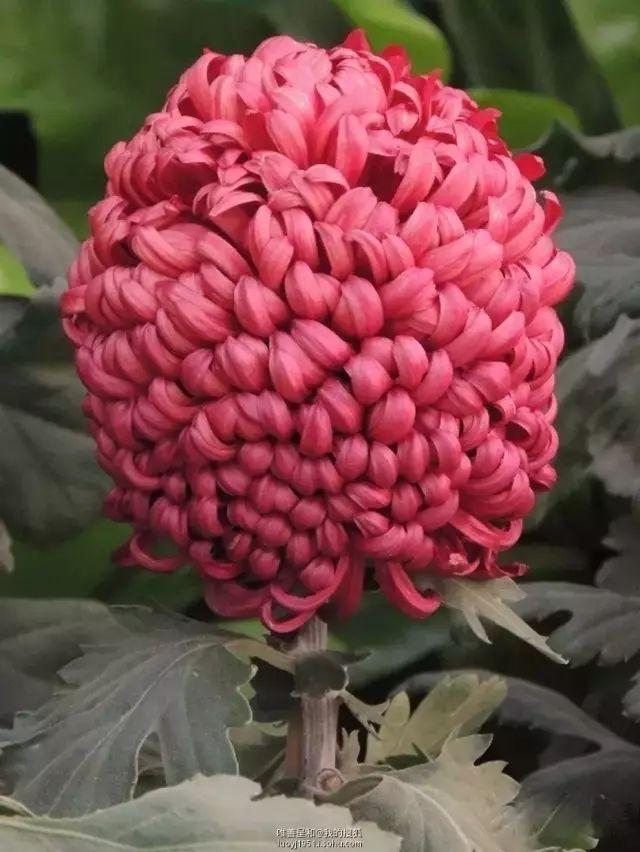 世界最美菊花80种太美了，金秋十月赏菊花——世界最美菊花80种送给您