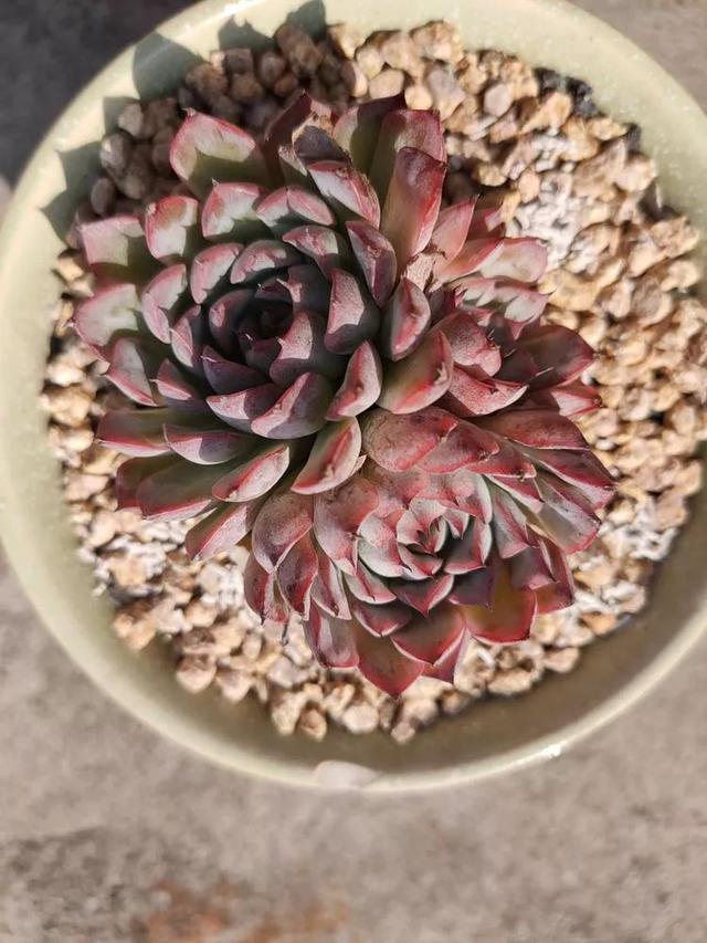 红唇多肉如何养，红唇多肉怎么养出多头（阳台党一样可以养出漂亮的多肉）