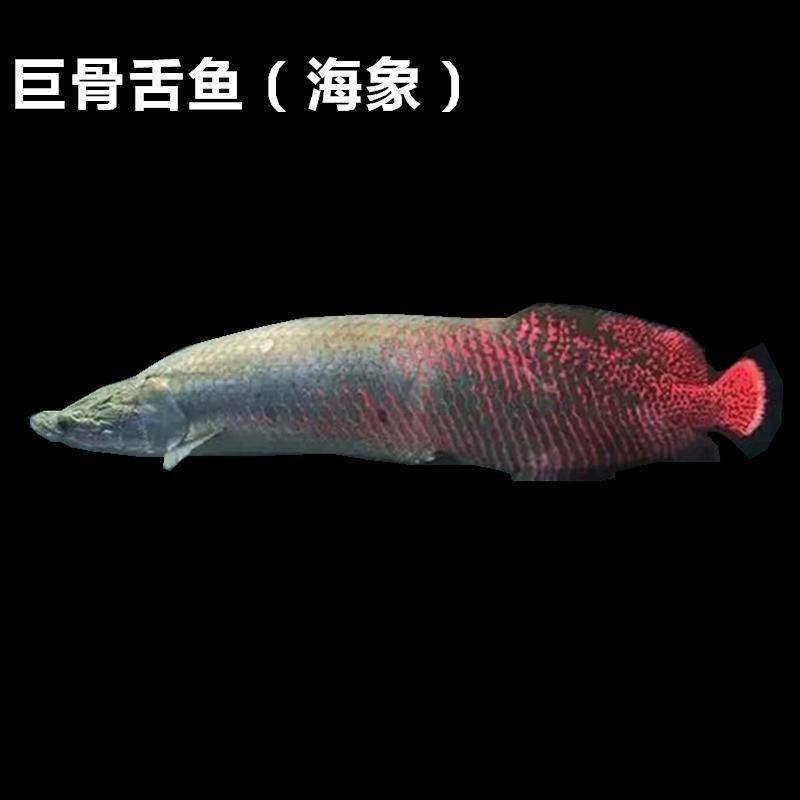 亚马逊河霸主巨型食人鱼：凶猛掠食者统治水域，令人闻风丧胆的顶级猎手