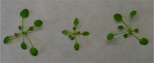 嫦娥四号探测器，嫦娥四号探测器是用哪个型号火箭发射的（作为第一个在月球背面着陆的探测器）