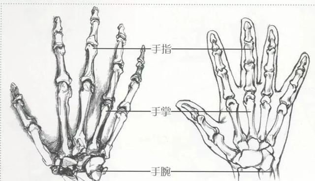 速写手的基本画法，速写手的基本画法视频（速写手、脚的细节刻画还是老大难）