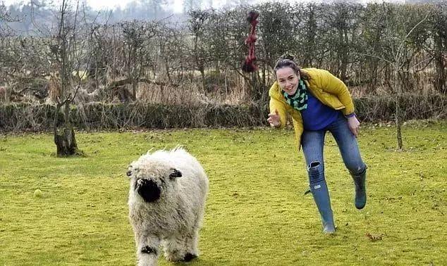 超可爱小羊羊，小羊太可爱了（却偏偏以为自己是条狗图片）
