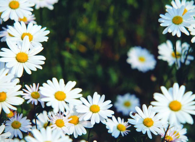 乐观心态的说说，乐观心态的说说短句（保持乐观心态的治愈系语录）