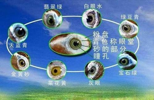 画眉鸟不叫有什么办法，画眉鸟不会叫怎么回事（让你的画眉成为最亮的崽）