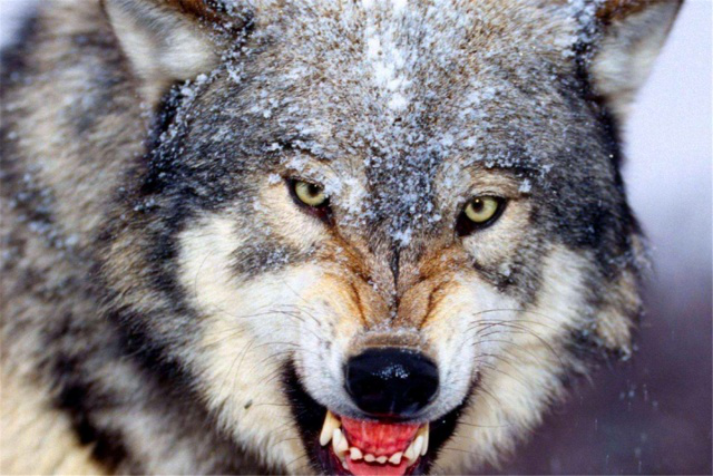 是狼是狗的这句话是什么意思(俗话说:男怕孤,女怕寡)