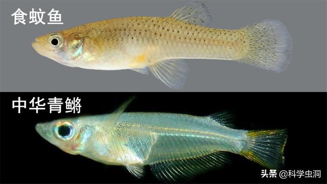 孑孓的图片，孑孓的图片的很大尾巴变得很小是什么状态（能当英雄也能当屠夫）