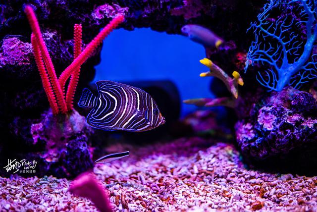 极地动物资料,极地动物世界(这些极地海洋鱼类太美了) 极地动物资料,极地动物世界(这些极地海洋鱼类太美了)