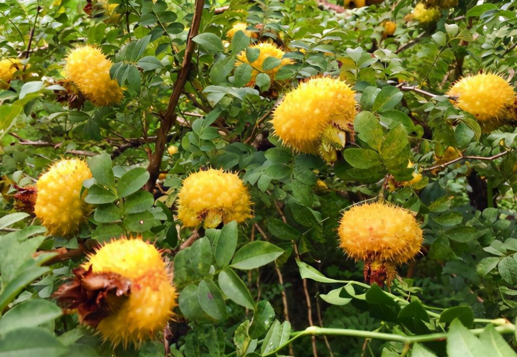 刺果茶藨子的价值参考