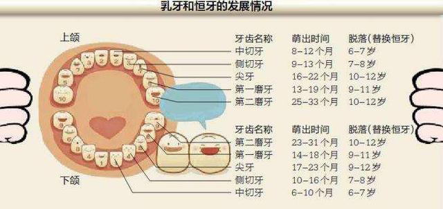 换牙期牙齿松了又不掉怎么办，儿童换牙期牙齿松了又不掉怎么办（迟迟不退牙，家长应该怎样做）