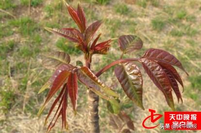 刺儿茶的功效与作用，刺儿茶的功效与作用及副作用（春天的馈赠 常见野菜大全）