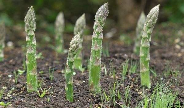 芦笋怎么种植是最好的方法，手把手教你种芦笋