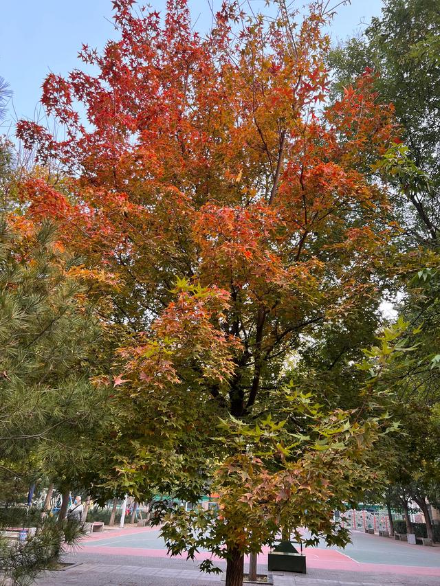 小区里的景色，小区里的景色真美呀（秋天里的小区美景图片）