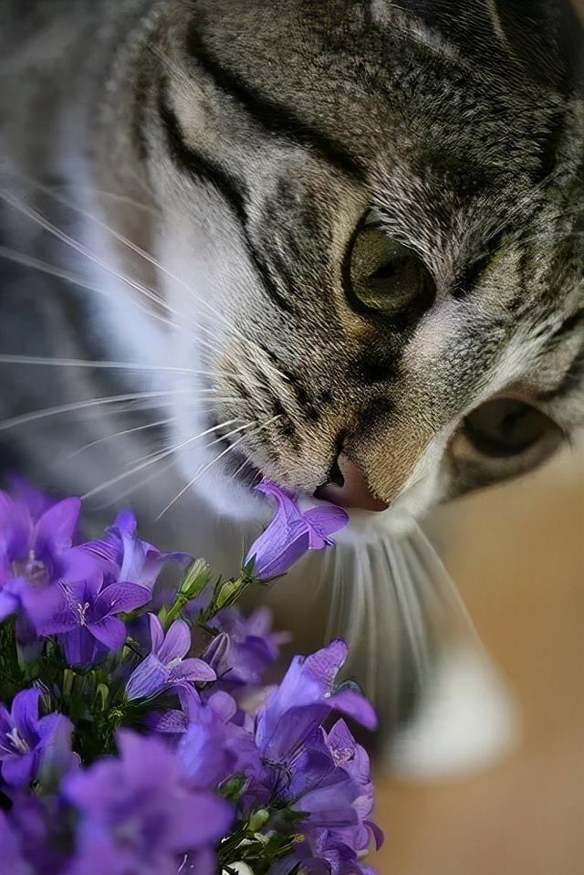 可爱小狗图片，狗狗的图片好看大全（50张可爱的小狗狗）