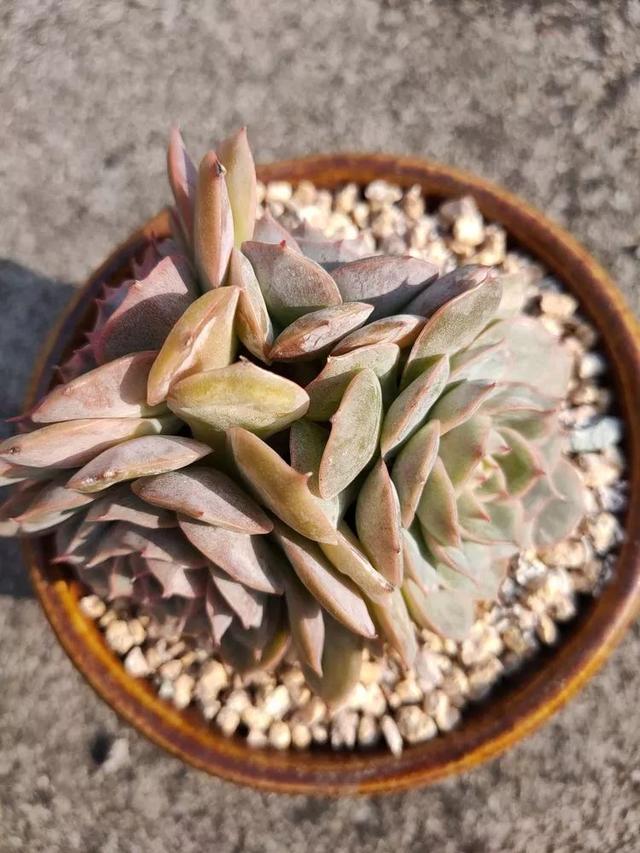 红唇多肉如何养，红唇多肉怎么养出多头（阳台党一样可以养出漂亮的多肉）