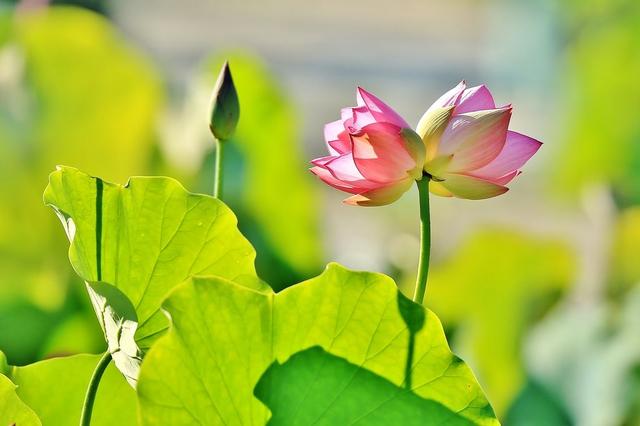 荷花是什么颜色的，荷花是什么颜色（都叫“荷花”）