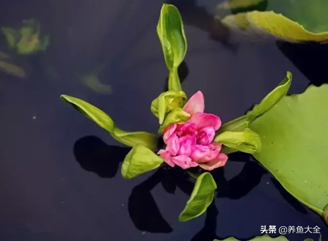 莲花的别称有哪些，莲花的别称有哪些拼音（ 太齐全太珍贵了）