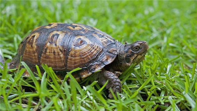 乌龟为什么不吃东西，夏天乌龟为什么会不吃东西（乌龟不吃东西怎么办）