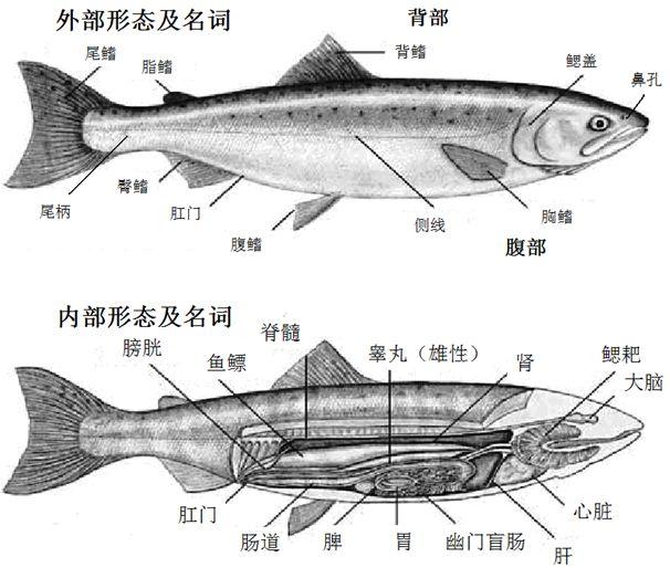 虹鳟鱼与三文鱼对比图鉴：你吃的究竟是哪种“三文鱼”？一图看懂真伪区别