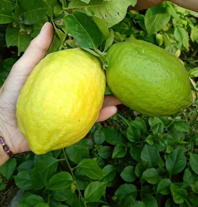 正确的洗碗步骤，洗碗的正确方法（7个健康洗碗小妙招）