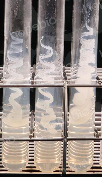 食用菌液体菌种！，食用菌液体菌种配方（常用菌种的传代与保存方法）