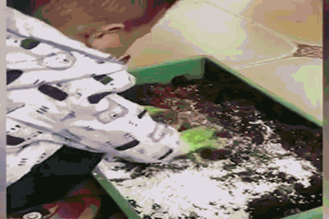 儿童简笔画蒜苗的画法，儿童画蒜苗简笔画图片（快培养一下你家的小花匠）