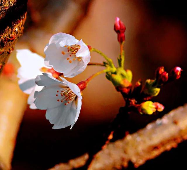 樱花是什么颜色，樱花有哪些品种和颜色（早樱、晚樱、垂枝樱、云南樱简介）