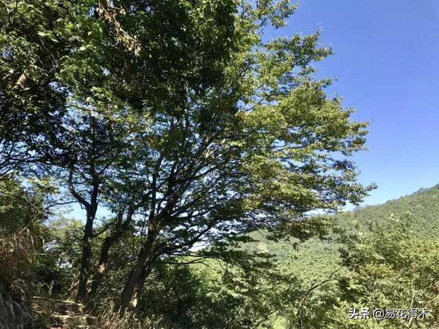 金缕梅，国家一级濒危珍稀植物（金缕梅对皮肤的作用）