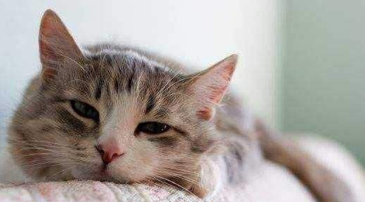 猫咪乱拉屎的原因，猫咪为什么突然到处大小便（常见的5种引起猫咪腹泻的病因）