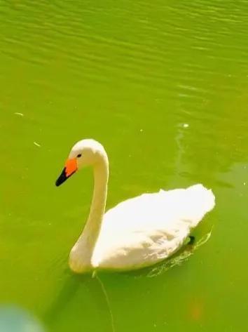 春的故事，春的故事 方鸿渐第一版主（《春天的故事》<原创文>）