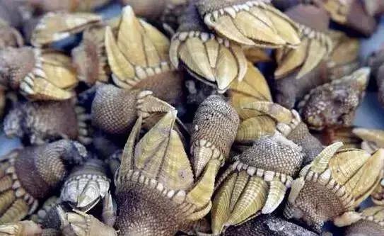 请问清炸小扒皮鱼的做法，炸小剥皮鱼的做法大全（今后再也不怕不认识海鲜了）