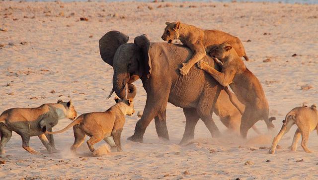 杨棋珺非洲森林象，非洲森林象和亚洲象（称霸非洲草原无敌手）