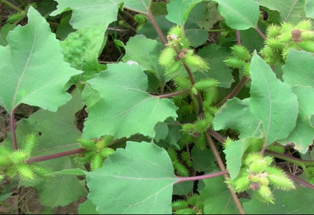 酸模(野菠菜)88.齿果酸模89.海葚子90.老鹳【guàn】草(老鸹嘴)91.