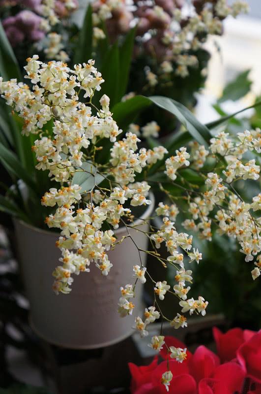 春天的植物有哪些，春天常见的植物（“24种”适合冬天种植的花草）