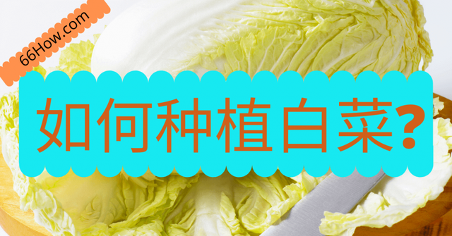 种植大白菜的方法和步骤，如何种植白菜