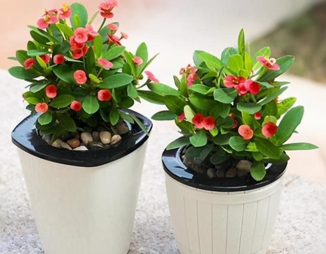 这6盆花专吃“病毒”，现在家家户户都在养（常见常养的6种“带毒花”）