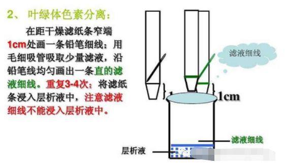 碘液遇淀粉颜色变化，碘遇到淀粉变成什么颜色（高考生物必修一知识点总结）