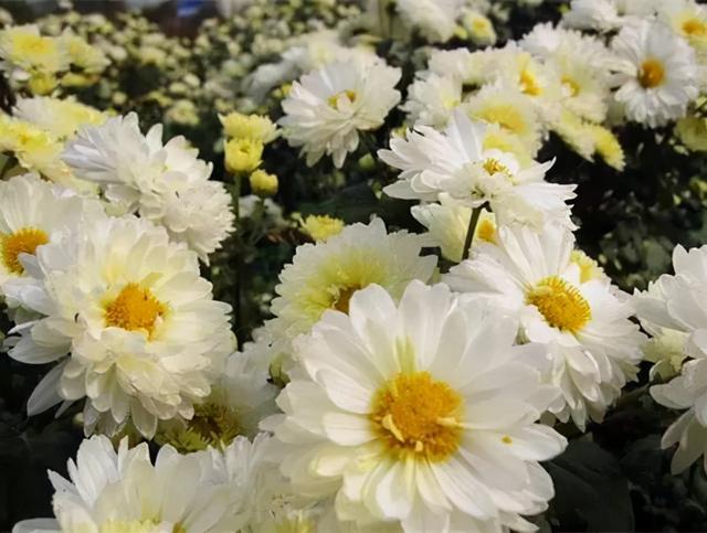 湖北土特产，宜昌特产有哪些土特产（看看有没有你爱吃的）