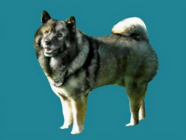 下司犬的缺点，下司犬的缺点短毛下司（这7种“土狗”很优秀）