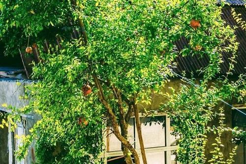 兴旺是什么意思，兴旺的意思（这3种树寓意好添子添福）