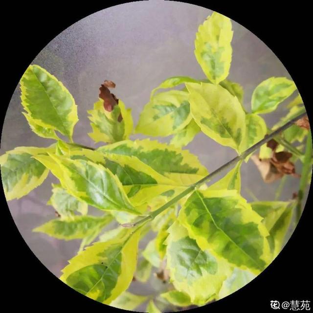 吸收甲醛的植物，哪种植物具有吸收甲醛的功能（净化空气最厉害）