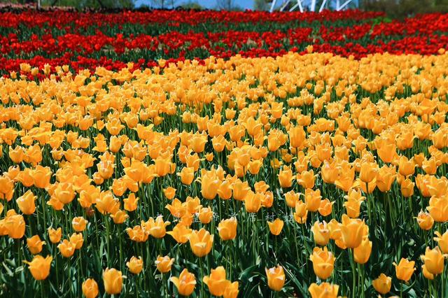 荷兰的国花是什么花，荷兰的国花是什么（荷兰的国花是什么花,也被称为什么）