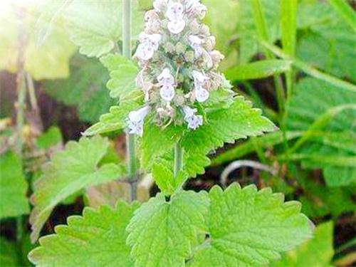 荆芥最佳种植方法，荆芥的用量是多少克（春季播种荆芥要注意保持土壤湿润）