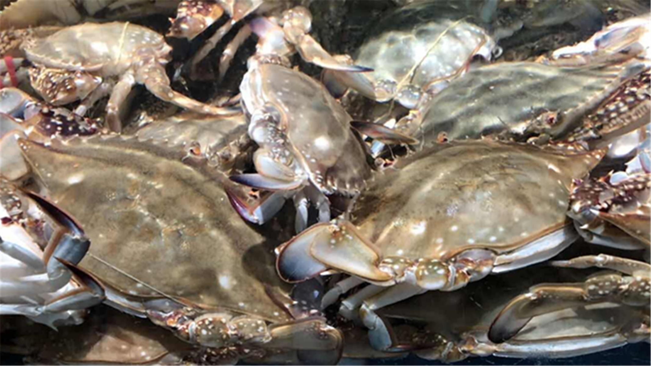 螃蟹的保鲜办法(保存螃蟹时,直接放冰箱是大忌,教你1个妙招,放7天都鲜