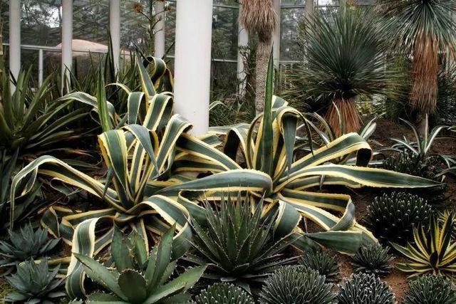 厦门万石植物园里有哪些植物，厦门万石植物园里有哪些植物花（种满多肉的植物园）